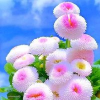 Sami Saeed (@a5514849a) 's Twitter Profile