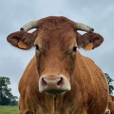 HappyCow2337 Profile Picture