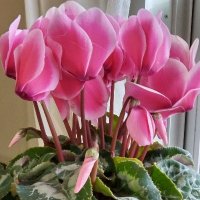 Kyoko (@7b0zkdwmz2gnjpa) 's Twitter Profile Photo