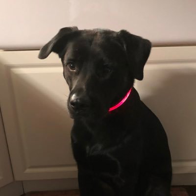 DavidBerent's profile picture. 