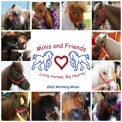 Little Horses, Big Hearts - Providing a Unique Equine Experience in the greater Austin metro area.