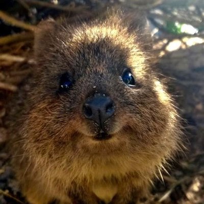 Super,Cool,Awesome,Atheist Quokka. Send me your money and I will send you my blessings.
I hate numbats and think they should be banned.