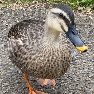 元制作進行。ライター志望、動物好き🐶🦆🐧 全力で燃え尽きて、21年の4月末うつ病で退社。 🦆散歩の毎日。治すのを目標に楽しく笑う日々を目指す。ゲーム・映画・アニメ・読書など頭を使う娯楽が楽しめなくて辛い…楽しめても反動で何日か倒れます…治ったら書く仕事に就きたいと漠然と。今は違う業界で、とりあえず生きてる