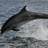 DolphinViewCott's profile image