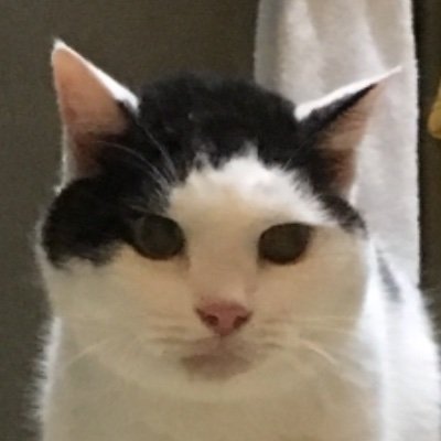 kjomikatano's profile picture. 猫廃22。猫沼沙霧。未来黒瀬欄。楽園同人。川柳「水曜日のこんとん」。幻獣短歌会。