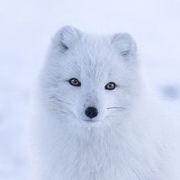 Eye (@tearlessflower) 's Twitter Profile Photo Eye (@tearlessflower) 's Twitter Profile Photo