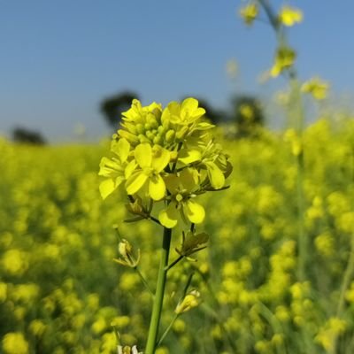 TansWhitetree's profile picture. A communicator who listens more than speaks. Pro-basi 🎷 (privileged migrant)