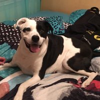 Andrew Hirsch (@ahirsch99) 's Twitter Profile