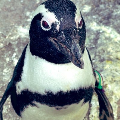 sake_mix_b's profile picture. 客ザゲを観てください。成人済shipper 架空のひとの短歌を詠み、なにもかもの感想を投げる 鍵@shake_mix_b