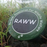RAWW(@raww_ngo) 's Twitter Profile Photo