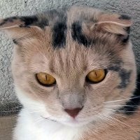 Hudanur (@hdnur34) 's Twitter Profile