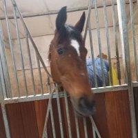 Ellen Gibson (@ellen_handy) 's Twitter Profile Photo