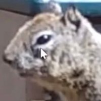 StevenSquirrel (@stevensquirrel_) 's Twitter Profile