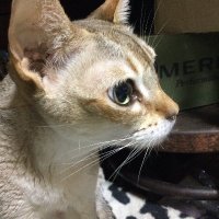 おにんぎょ屋　葉　ちび猫 おにんぎょ屋 葉 ちび猫