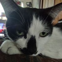 LotusKai (@mat_o_cat) 's Twitter Profile