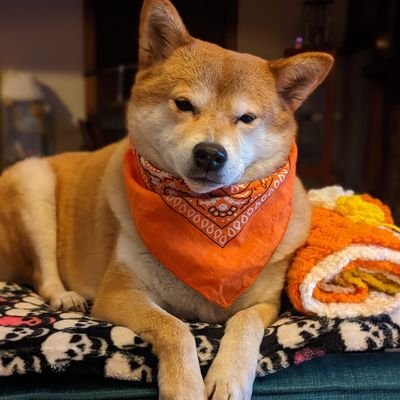 Moxie Shiba Profile