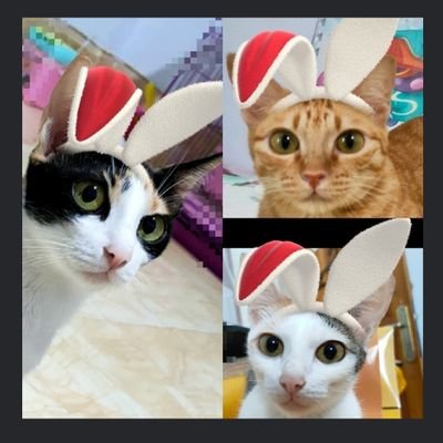 KuronekoWulan's profile picture. 🇮🇩在住
😺😼🐱が部屋にいます❣