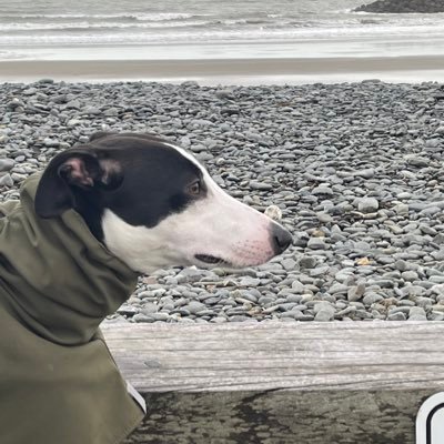 effrijimwhippet Profile Picture