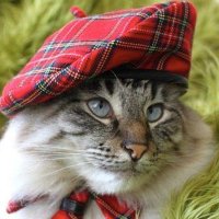 Nessa Contessa 🇺🇲🙏🏼 (@contessarossa) 's Twitter Profile