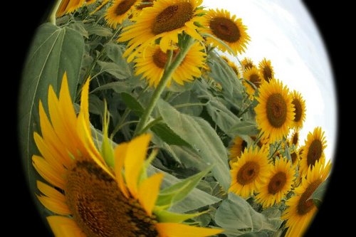 beardmans's profile picture. マイペースに生きてます。