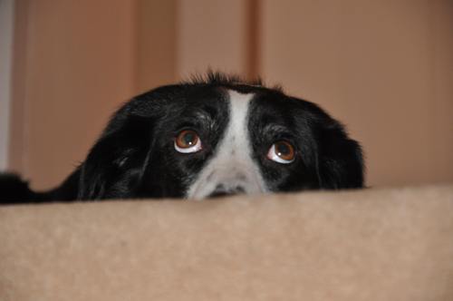 Poorlittlebunni's profile picture. 