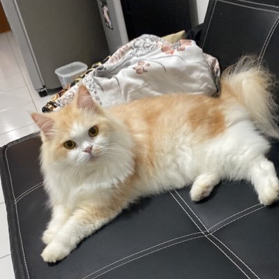 alsmty31's profile picture. babu kucing gendut, miyu chan 😸
