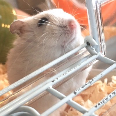 ごまは健康に良いらしい。さんのプロフィール画像
