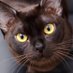 Morgana1868 (@morgana1868) Twitter profile photo Morgana1868 (@morgana1868) Twitter profile photo