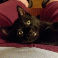 Kel (@flying_monkees) 's Twitter Profile Photo