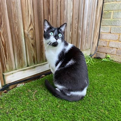 Cat Blog run by Bailey and Wallace 🐾😺 - we love loafing, dreamies, territory and our pawrents! Proud members of #Hedgewatch #FindWallace