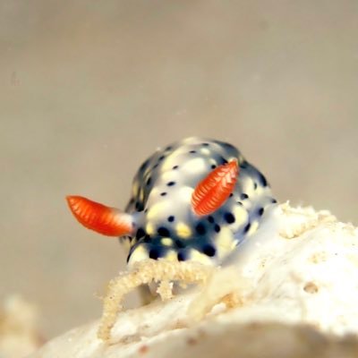 kaichutankentai's profile picture. 磯とダイビングでひたすらウミウシを追い求めオタク歴12周年突入🎉 2023/7/17入籍💍2024年に女の子爆誕👧夫婦揃ってダイビングもウミウシも大好き🥰ただ今は育児でおやすみ中。