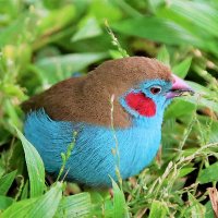 Photos of Birds in Kenya (@birdmankenyan) 's Twitter Profile Photo