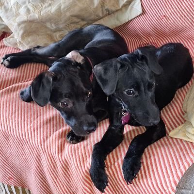 AdrianS94894293's profile picture. 🏴󠁧󠁢󠁷󠁬󠁳󠁿🏴󠁧󠁢󠁥󠁮󠁧󠁿Welsh/English #FBPE #FBNHS Let Scotland decide its own destiny.🏴󠁧󠁢󠁳󠁣󠁴󠁿