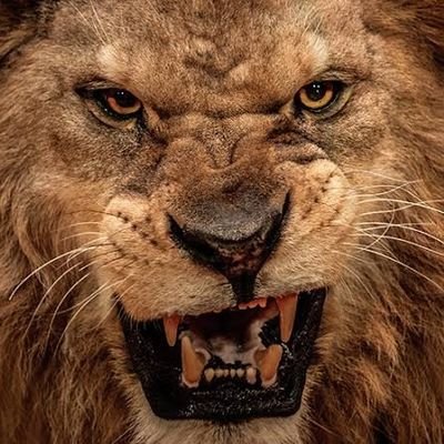 LippelIreno's profile picture. Me adaptando a nova realidade.