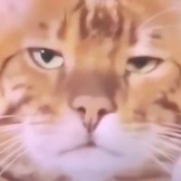 süse katz (@asozialisierung) 's Twitter Profile