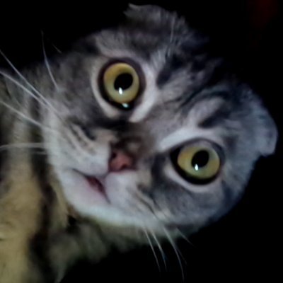 みんなぁ~こにゃにゃんこなの~こにゃにゃんこなの~~~ヾ(*´∀`*)ノキャッキャ もきゅ サブカルチャー(ゲーム・フィギュア・LEGO ・アニメ・プラモデル等)に結構詳しいニャン!YouTube「どら猫堂」もやってるニャン!