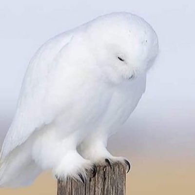 Thatguy83128191's profile picture. 