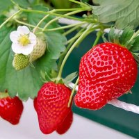 まる (@pyumui0129) 's Twitter Profile