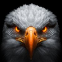 The Eagle Eye(@TheEagleEye526) 's Twitter Profile Photo