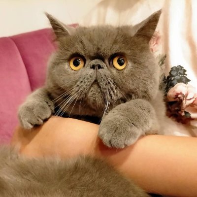 「ぎんと」と申すにゃ! エキゾチックショートヘア 2019.9.29生まれの男の子 |My name is ginto! Exotic 3-years-old boy! I live in Japan
