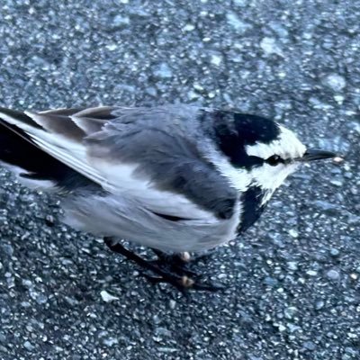 こんとらさんのプロフィール画像