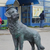 Schiffshund Bamse (@bamsehund) Twitter profile photo