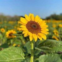 SUNFLOWER(@sopatchamon) 's Twitter Profile Photo