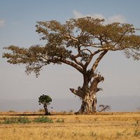 AfriNest (@afri_nest) 's Twitter Profile