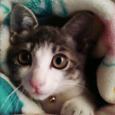 KAZU2525MORITA's profile picture. 高橋ハム子🐹 朝長美桜🌸 松本愛花🧡🌼 松本日向🌻 愛花族🐒 山口桃佳🍑 花守つぐみ🍎 HKT48🎶スパガ🎶応援してます😊 ゆめみどき😁 いもむchu！☺️  頑張っているアイドルが好きです😺