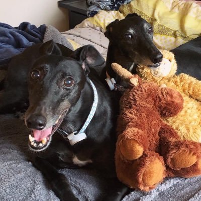 Two greyhound sisters, Dixie and Kylie. Indy left us 26/09/2018 & Brave left us 11/03/2020 they play with @floydthelurcher 🌈❤️ @amberhounds #houndsoftwitter