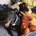 Dixie & Kylie (@brave_indy) Twitter profile photo Dixie & Kylie (@brave_indy) Twitter profile photo
