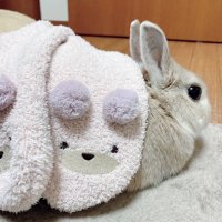 山栗 (@yama_gree) 's Twitter Profile