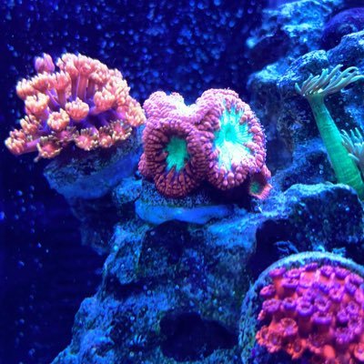 ElderReef Profile Picture