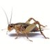 Chirpin Cricket (@chirpincricket) Twitter profile photo Chirpin Cricket (@chirpincricket) Twitter profile photo